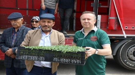 Eskişehir'de 160  üreticiye 246.000 adet Yekta ceşidi domates fidesi 
