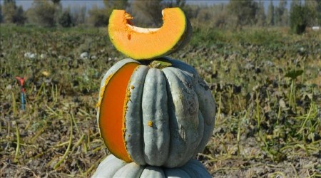 BAL KABAI KALBN DOSTU