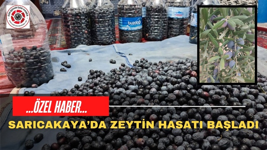 Sarcakayada Zeytin Hasad Balad: Akdeniz klimi Kaliteli rn Getiriyor