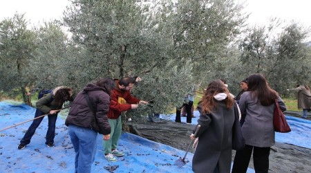 SARICAKAYA'DA GENLER ZEYTN TOPLADI