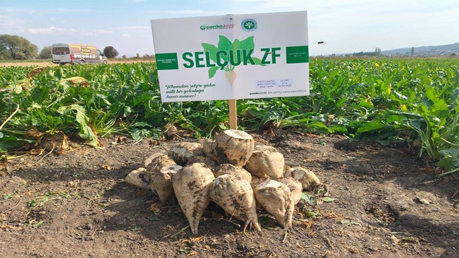 ESKEHR'DE PANCAR TARLASI GN DZENLEND