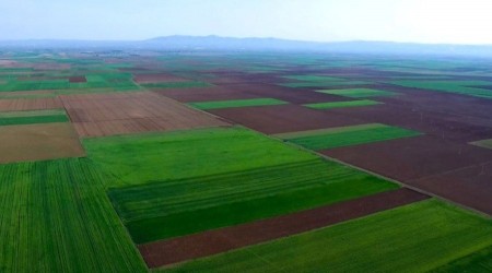 ALPU OVASINA DANI�TAY KARARI